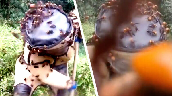 Gewoon even een dagje meelopen met een horzelfluisteraar