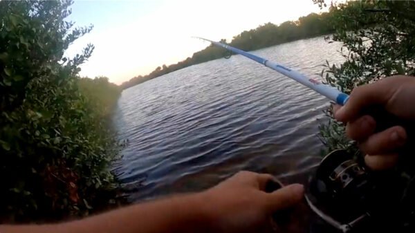 Dagje vissen in Zuid-Florida gruwelijk verstoord door agressieve concurrent