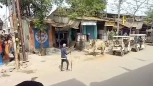 Chagrijnige stier slingert bejaarde man als een lappenpop de lucht in