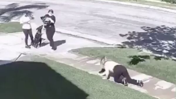 Even een vraagje; hoe gecompliceerd kan het uitlaten van een hond zijn?