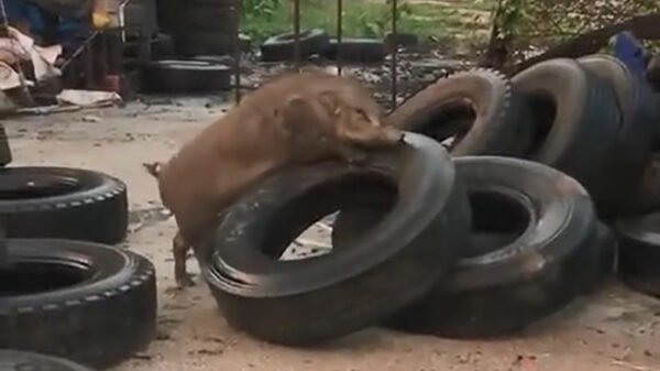 Het is zeer belangrijk om regelmatig je banden te controleren