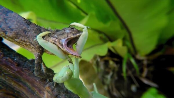 Dappere sprinkhaan heeft zin in salamander als diner