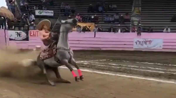 Paard blijkt over een prima functionerende handrem te beschikken