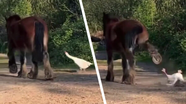 Paard laat met welgemikte trap weten wat 'ie van deze irritante gans vindt