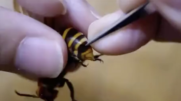 Wel eens een wesp gezien waar een parasiet wordt uitgetrokken?