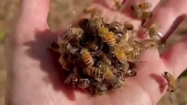 Bijen hebben een knap sadistische manier om vreemde koninginnen uit te moorden