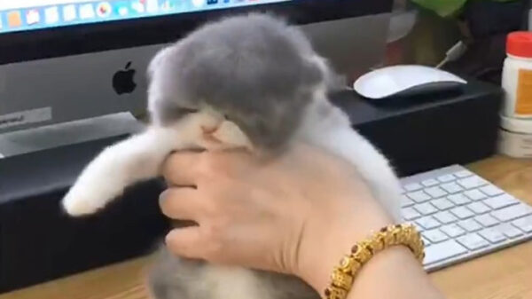 Fluffy poesje wordt heerlijk droog geföhnd