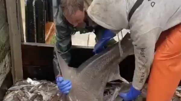 Gevangen haai probeert er gewoon het beste van te maken