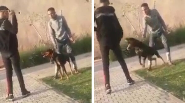 Man slaat dobermann met tak en heeft daar al verdomd snel spijt van