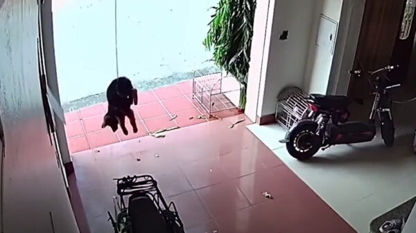 Geen goed idee: je hond vastbinden aan een roldeur