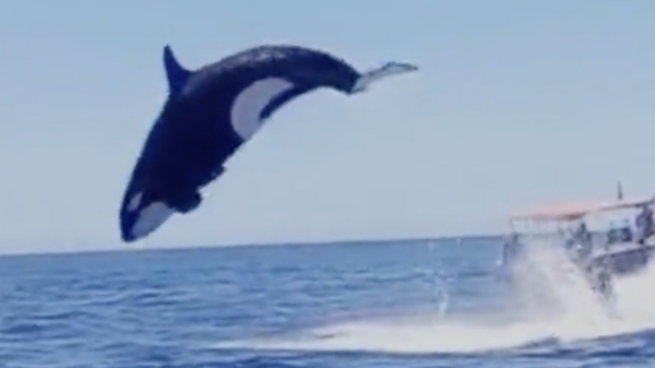 Deze orka heeft vandaag een vers stukje dolfijnenbiefstuk op het menu staan
