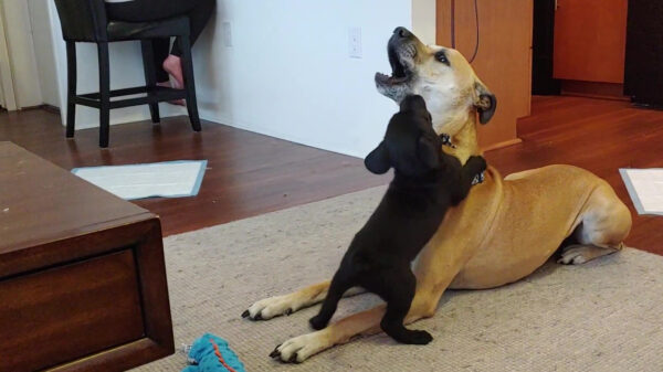 Bijtgrage puppy weet precies waar 'ie zijn grote broer moet grijpen