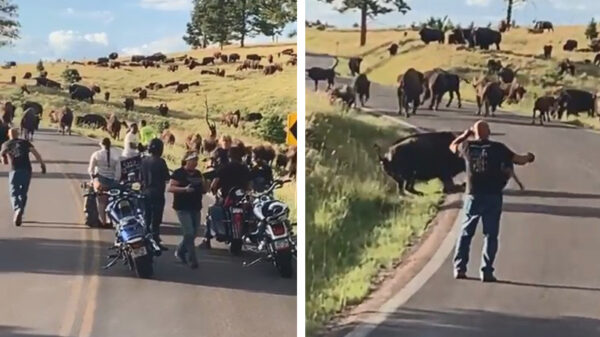 Bizon valt vrouw aan en trekt gelijk even haar broek uit