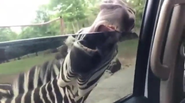 De reden dat je in het safaripark je raam gesloten moet houden
