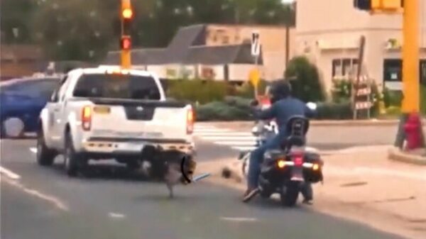 Motorrijder wordt aangevallen door een lijpe Angry Bird