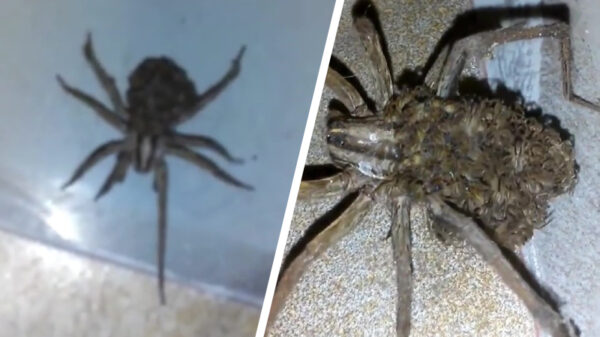 Een wolfspin met jonkies op de rug is absoluut voer voor nachtmerries