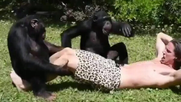 Tarzan heeft een heel bijzondere manier van fitnessen