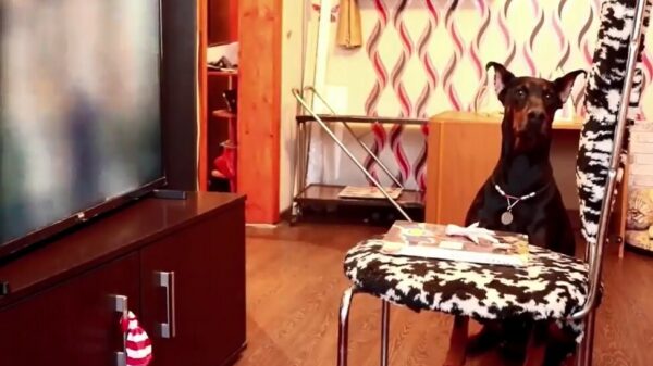 Das potverdomme een slimme hond!