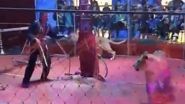 Russische dompteur aangevallen door leeuw tijdens voorstelling