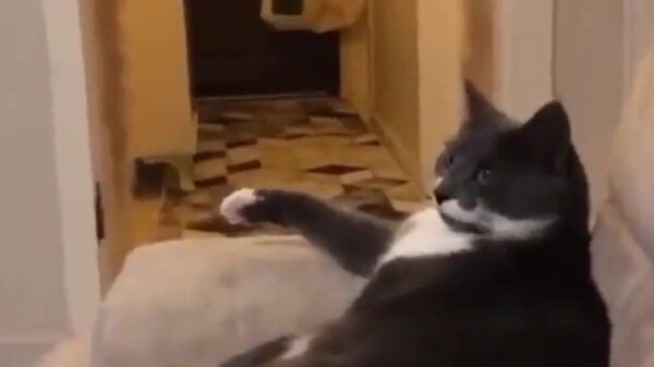 Even een wit voetje halen bij de purrfather