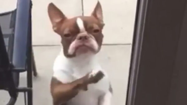 Wat vind je van mijn salsahond?