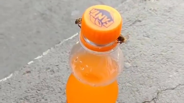W00t: Bijen kunnen nu ook al flesjes openmaken