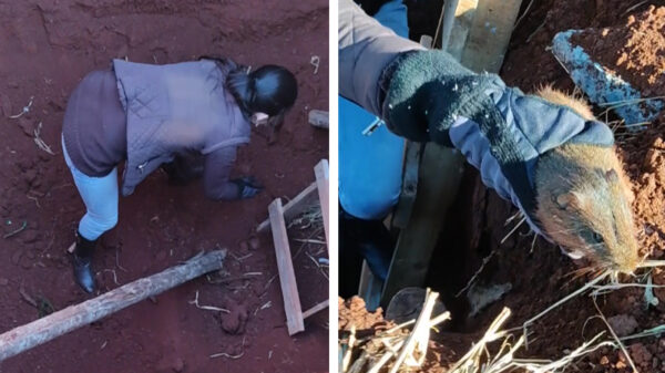 Wait for it: het redden van de cavia verliep niet geheel voorspoedig