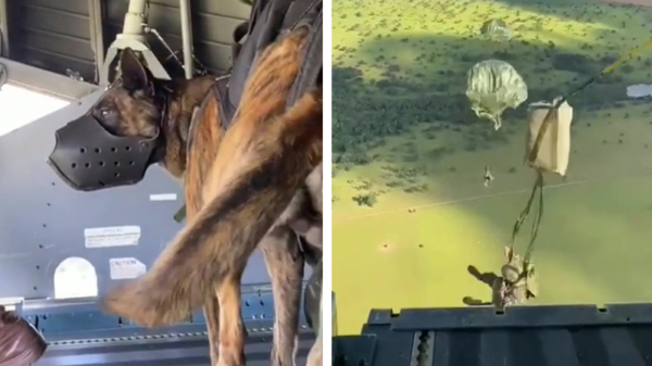 Ooit al eens een hond zien parachutespringen?