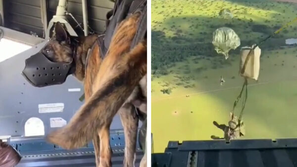 Ooit al eens een hond zien parachutespringen?