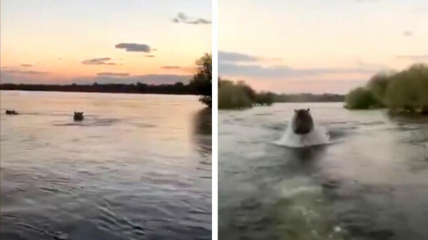 Groepje toeristen in Kenia aangevallen door een supersnel nijlpaard