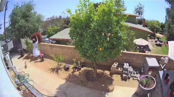 Stoere huismoeder geeft zero fux en jaagt enorme beer uit haar tuin