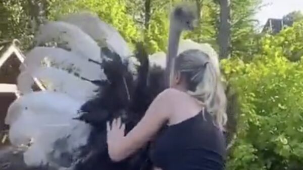 Dit moet je doen als je door een struisvogel wordt aangevallen