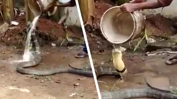 Met dit warme weer moeten ook je huisdieren wat extra water hebben