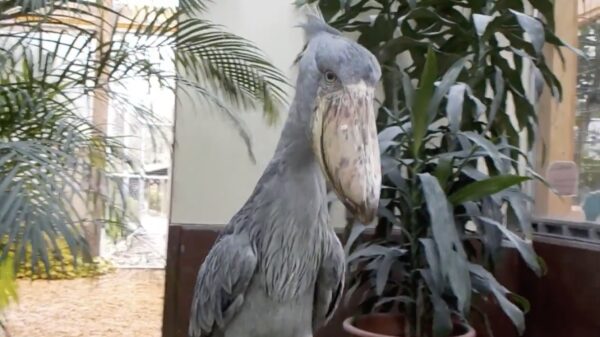 Met een schoenbekooievaar als huisdier heb je nooit last van inbrekers