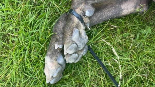 Dierenbeul gezocht: dode hond met tiewraps om voorpoten gevonden in rivier in Zwolle