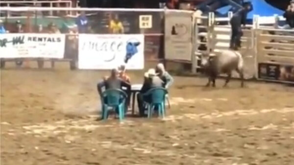 Stoelendans met een agressieve stier, voor als je echt levensmoe bent