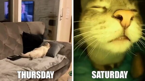 Zo ziet een doodnormale week voor een kat eruit