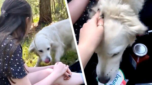 Dames maken nieuwe vrienden tijdens een middagje picknicken
