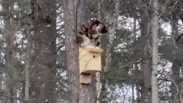 Lifehack: kat heeft creatieve manier om aan zijn eten te komen