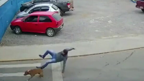 Plotseling... Een hond