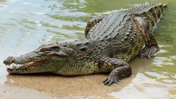 Britse vrouw in coma nadat ze door tweelingzus uit kaken van krokodil is gered
