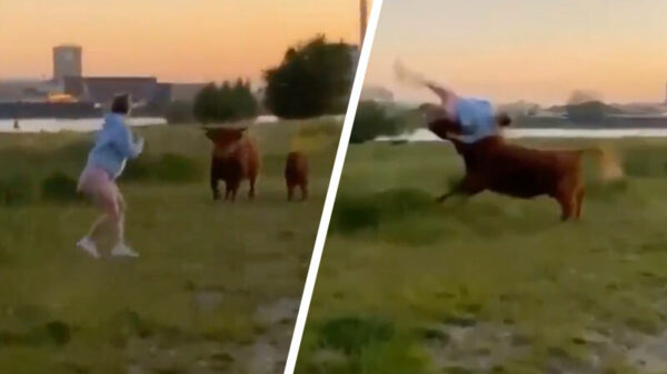 Vrouw in Nijmegen maakt onvrijwillig ritje op hoorns van Schotse hooglander