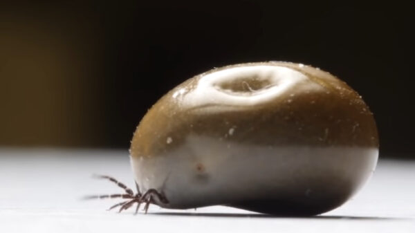 True Facts komt vandaag met hilarische feiten over teken