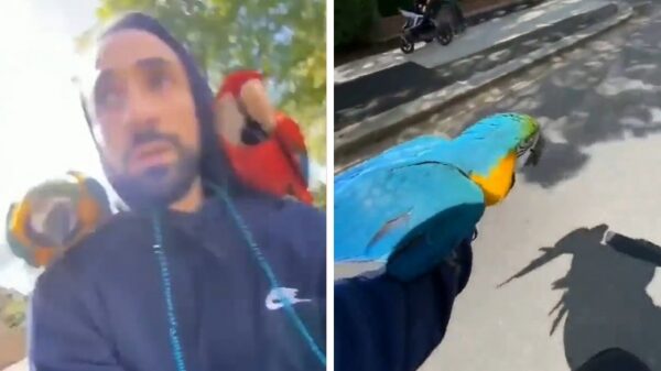 Piet Piraat gaat even een stukje fietsen met zijn papegaaien