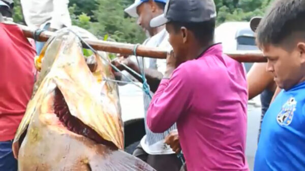 Deze vissers hoor je vandaag niet klagen over hun vangst