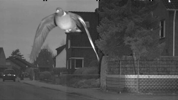 Duitse duif gaat 12 km/u te hard en wordt geflitst in Bocholt
