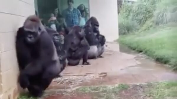 Het zijn net mensen: Gorilla's haten regen!