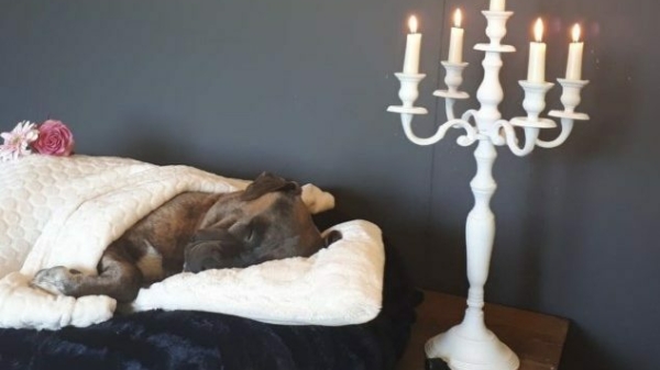 Hond die in Zwolle door dierenbeul werd verdronken krijgt waardig afscheid