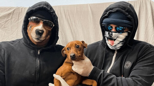 Dit zijn de bendes die in Engeland je puppy stelen