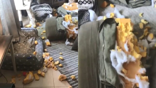 Trouwe viervoeter vernielt complete inboedel en richt kamer opnieuw in